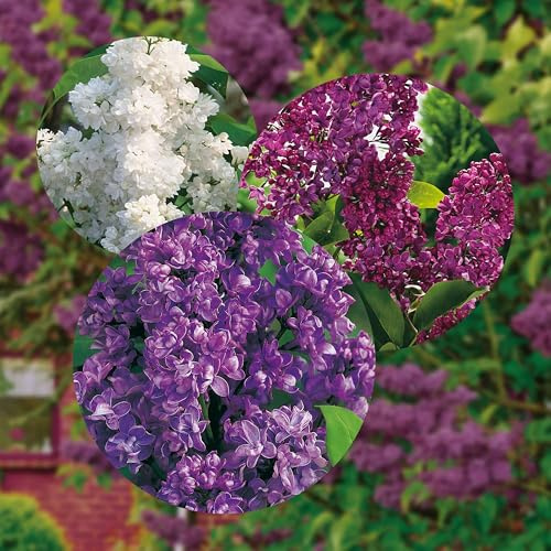 GARTEN SCHLÜTER® Edelflieder Set - 3 Pflanzen