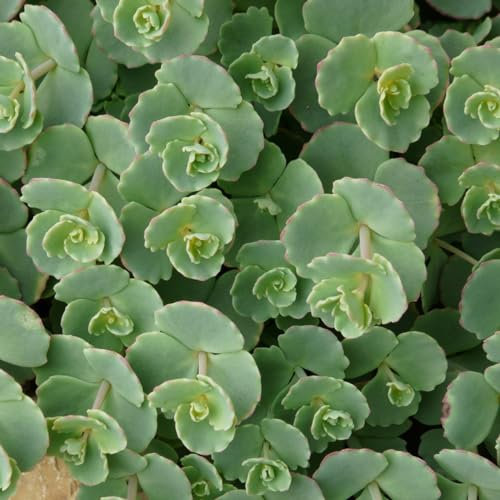 6 x Sedum Sieboldii - Perenni Vaso 9cm x 9cm