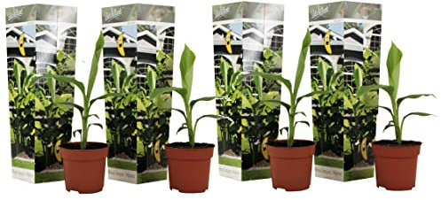 Plant in a Box - Musa Basjoo - Height 25-40cm - Set of 4 - Banana Plant Hardy - Banana Tree - Pot 9cm -