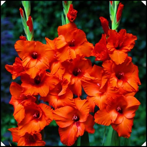 Gladiolus Bulbs Gladiolus Flower-(Gladioli Flowers,Cut Flowers,Ornamental Flowers Wedding Flowers,Plant Bulbs)-3bulbs-a