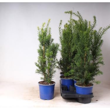 Tasso Taxus media Hicksii pianta da siepe sempreverde in vaso ø18 cm Vivaio di Castelletto