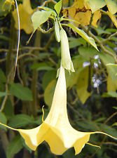 Brugmansia insigne Jean Pasko | 10 grani