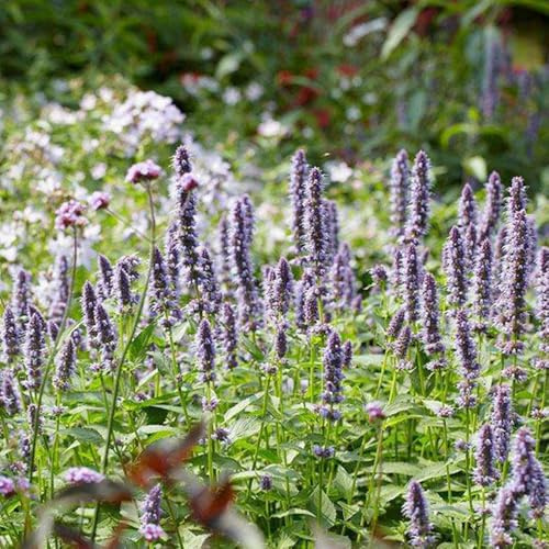 semi di ortica profumata - balcone resistenti rare giardini perenni vecchie varietà 400pcs