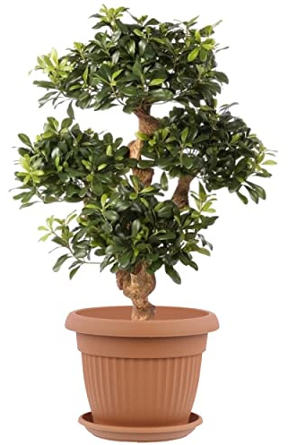 botle Pot de fleurs exterieur rond et soucoupe - Dimensions : 40 x 31,5 cm - Volume : 20 l - Couleur : terre cuite - Plastique - 12 grands pots de fleurs traditionnels