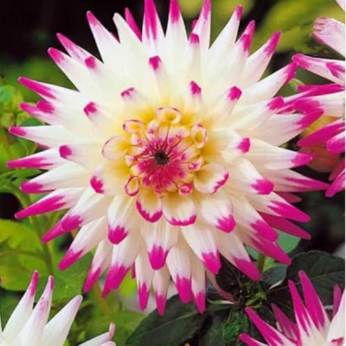 Radiant Dahlia Bulbs – Jumbo Blooms for Holiday Displays – Easy-Grow Indoor Flowers, Perfect Decor-2 Bulbs-E