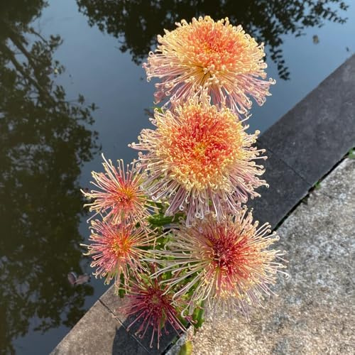 semi di crisantemo Perenni resistenti semi di come bomboniera decorazione floreale esotico serre da balcone per gli amanti del giardino raro da balcone 200pcs