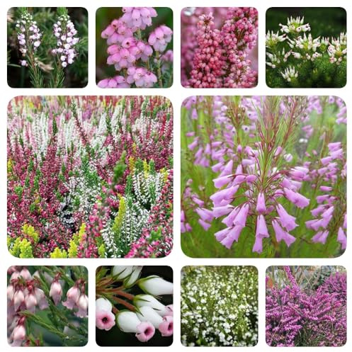 Heidekraut, wohnzimmer deko alte sorten geschenke für gartenliebhaber seltene exotische blumensamen stauden winterhart mehrjährig bio für sonnige plätze balkongewächshäuser 120Samen