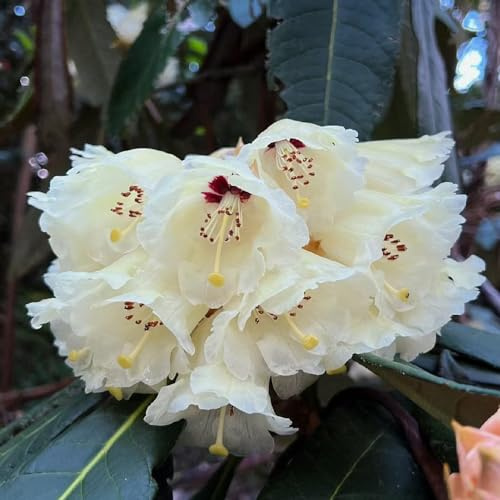 Semi di rododendro, semi di rari azalea, serre balcone resistenti varietà antiche decorazioni giardino per esterni decorativi 50pcs