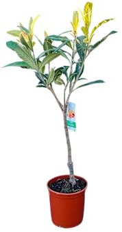Tropictrees - Japanische Wollmispel - Eriobotrya japonica - 130/150cm - Loquat-Baum - Pflanze - Immergrün - Winterhart