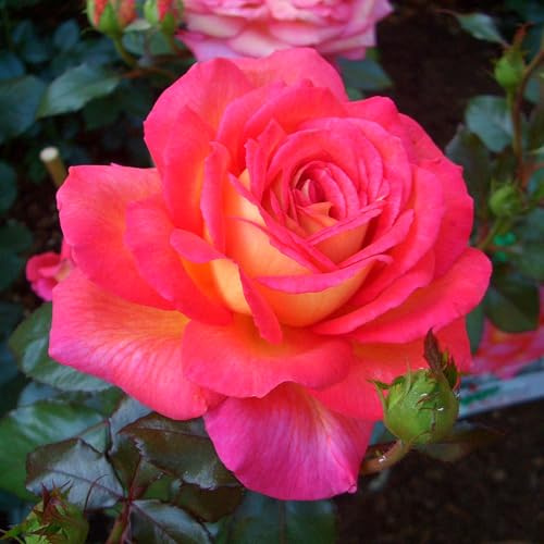 Edelrose Parfum de Grasse in kirschrot-gelb - Duftrose winterhart - Rosen-Blüte in kirschrot-gelb - Rose sehr stark duftend als wurzelnackte Rose in A-Qualität von Garten Schlüter - Pflanzen in Top Qu