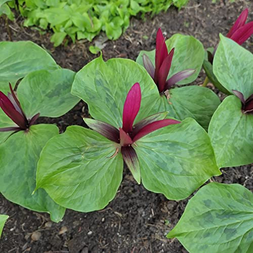 Blumenzwiebel - Raritäten : Trillium erectum - Waldlilie 1 Rhizom