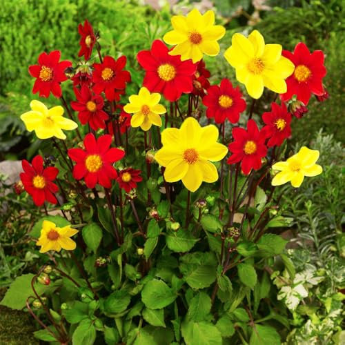 2 x Dahlia Mignon Red & Yellow – Vibrant Bi-Coloured Flowers – Summer Flowering Bulbs – Attracts Bees & Pollinators – Perennials – for Your Beautiful Garden