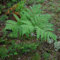 Felce aquilina - Pteridium aquilinum - Pot 9x9cm