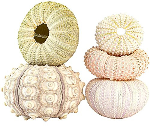Riuulity Set mit 5 Luftpflanzenaufhängern aus Seeigelmuscheln, für die Heimdekoration (4-teiliges Set)