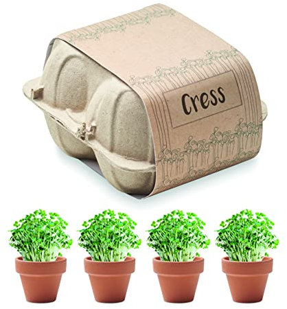 Kresse selber züchten in 4 Tontöpfen Anzuchtschalen im Eierkarton Keimsprossen mit Anbausubstrat - Natur erleben für Kinder