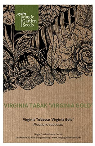 Tabaco Virginia 'Virginia Gold' (Nicotiana tabacum) - aprox. 500 semillas