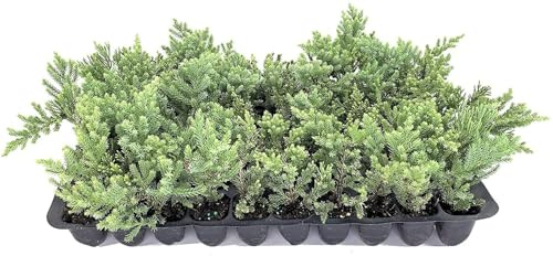 San Jose Juniper | 3 Live Plants | Juniperus Chinensis | Bonsai Drought Tolerant Cold Hardy Evergreen Groundcover