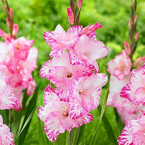 Gladiolus Bulbs.Mix.Strong Plants That Grow Well Mix Golden Jade Carving Feels Beautiful//。-（CXXFGFT）.-10 Bulbs-C