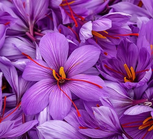 100 Stück Veilchen-Safran-Blumensamen