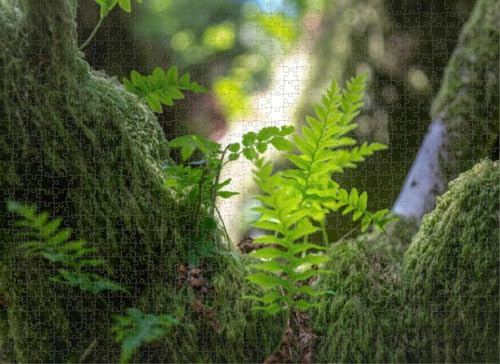 1000 Piece Puzzle for Adults Jigsaw Puzzles Hard Challenging Difficult Family Cool Large Deciduous Moss Covered Trees a Wood Dartmoor Puzzles for Adults 1000 Pieces