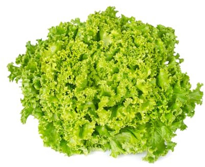 1000 Samen Salat Lollo Waldmann´s Green Garten Pflück Salat, Salatsamen, Grün