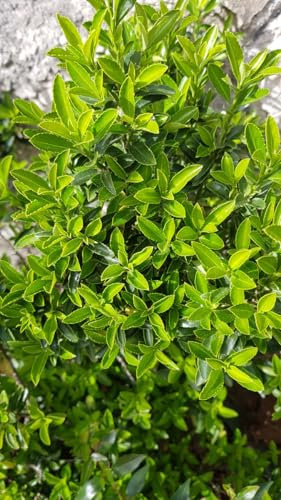 Euonymus japonicus 'Microphyllus' / Fusain du Japon nain/Conteneur de 7 à 10 litres