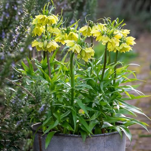 fritillarie imperiali - fritillaria sostenibili per zone soleggiate 10bulbi