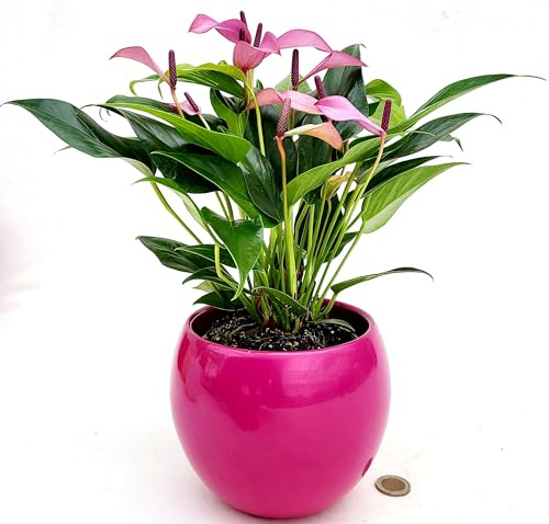 POWERS TO FLOWERS - ANTHURIUM VIOLA ZIZOU IN VASO CERAMICA FUCSIA SFERICO, pianta vera
