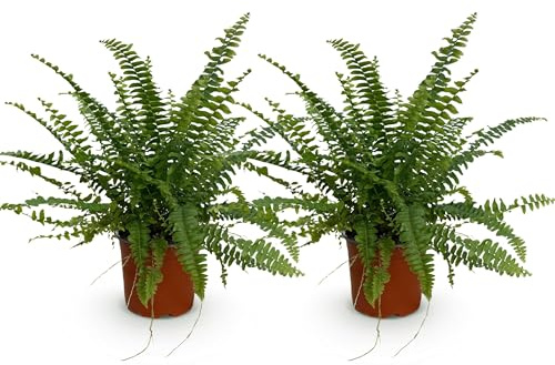 Green boutiQ - Zimmerpflanze - Nephrolepsis exaltata Green Lady - Farn - Haustierfreundlich - Grün - 2 Pflanzen - Topf 12cm - Höhe 28-30cm