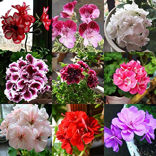 20 Pz geranio Semi peltatum Semi per ambienti interni 17 Colori disponibili Semi decorazione del giardino Bonsai Fiore