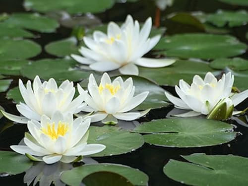 Zwerg-Seerose Weiß | im 11er Topf | winterhart | Teichpflanze | Gartenteich | Nymphaea | Wasserpflanze | Unterwasserpflanze |