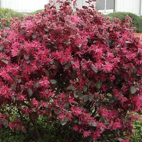 AMDGarden Pianta di Loropetalum Chinensis Black Pearl Porpora in Vaso 18 cm Sempreverde Foto Reale