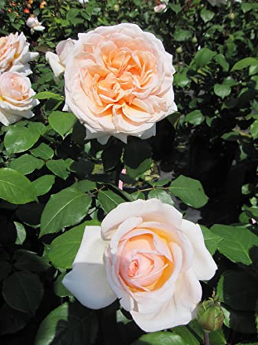 Rosa Better Times ® - Edelrose Better Times ® - Kordes Rose - Eleganza Rose