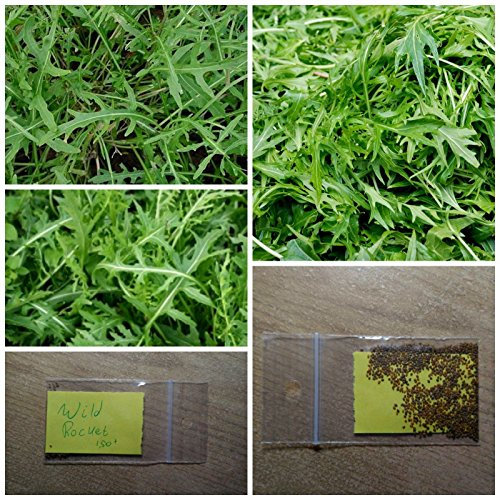 Selvaggio rucola - rucola ~ 150 + semi di alta qualità - extra sano - gusto piccante