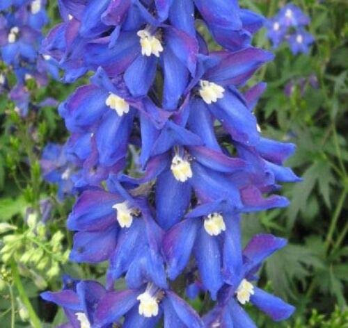 Delphinium Blue Bird Circa 100 grani - Géant du Pacifique