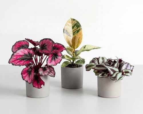 Farbenfrohes Zimmerpflanzen 3er Set - bunte Blattpflanzen für Wohnung & Büro - Begonia Red Kiss, Ficus Shivereana & Tradescantia zebrina - Ø 6 cm Töpfe