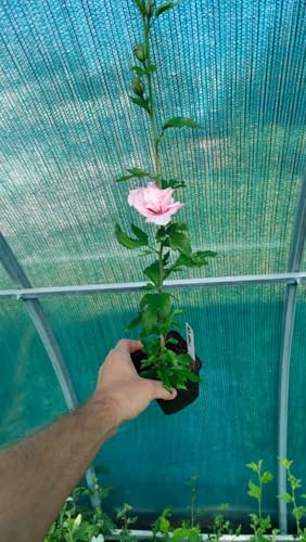 Hibiskus syriacus Pflanze Winterhart Rose Rosa Setzlinge Blumenbüsch P9 in Topf