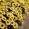 Semillas 1600x Margarita africana | Mezcla Amarillo Naranja