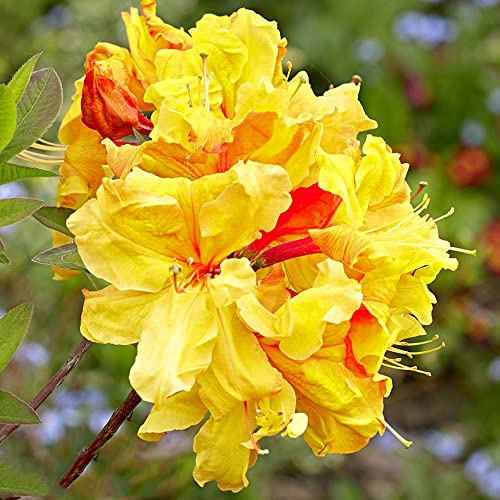 semillas resistentes de azalea - orgánicas balcón primavera jardín interior 150pcs