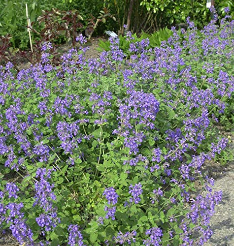 Katzenminze - Nepeta racemosa - lebende Gartenpflanze aus den Baumschulen