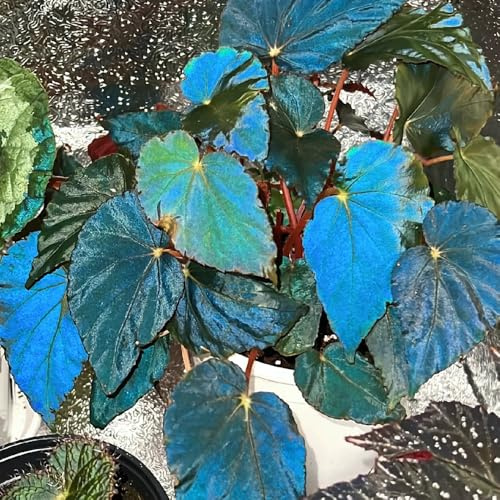 Semillas de begonia, exterior decoraciones de jardín exteriores resistentes pleno sol del jardín rocas en el balcón balcón 200pcs