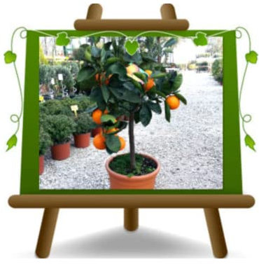 EURO PLANTS VIVAI Agrumi Arancio Washington Navel pianta da frutto su vaso 22 cm Altezza 60~80 cm