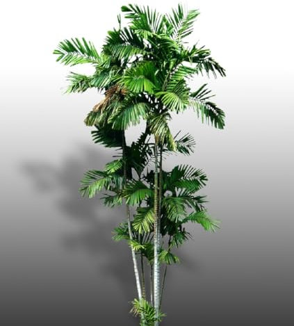 Lot de 30 graines à semer - Le Grenier d'Abondance - Trio de Palmier Ptychosperma - 3 sachets individuels