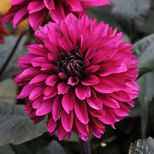 Dahlie Jennifer Mary Ellen | 1 Stück | Knolle | Lila | 100% Blütegarantie | QFB Gardening
