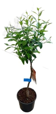 Pomelero Frondoso Natural en Maceta Árbol Natural Productor de Frutas Jugosas y Aromáticas