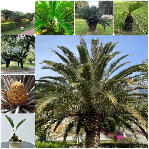 Semi resistenti di felce palmata, esotiche Semi di Cycas revoluta, resistenti per il giardino comprare esotici 6pcs