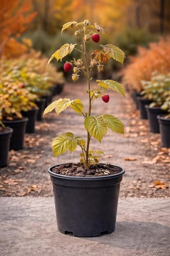 Frambuesa roja - Rubus idaeus en Maceta de 2,5 litros