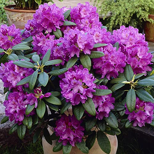 Rhododendron Catawbiense Grandiflorum Evergreen Outdoor Purple Orange Flowering Garden Shrub Plant in Pot (9cm Pot, 20-30cm)