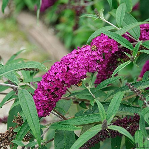 Sommerflieder 'Royal Red' – Buddleja davidii Schmetterlingsstrauch im P9 Topf 15-20 cm | Magnet für Schmetterlinge