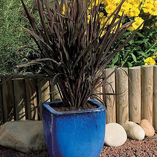 Ornamental e Oryza Sativa Black Madras 25 Semillas Anuales de Hojas Moradas: Semillas